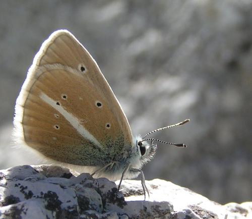 Polyommatus damon