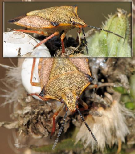 Carpocoris mediterraneus atlanticus