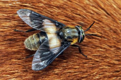 Réf. 38 927 : Chrysops caecutiens