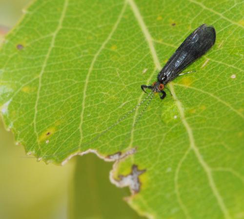 Réf. 38 133 : Mystacides azureus