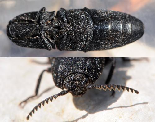 Réf. 38 037 : Lacon punctatus