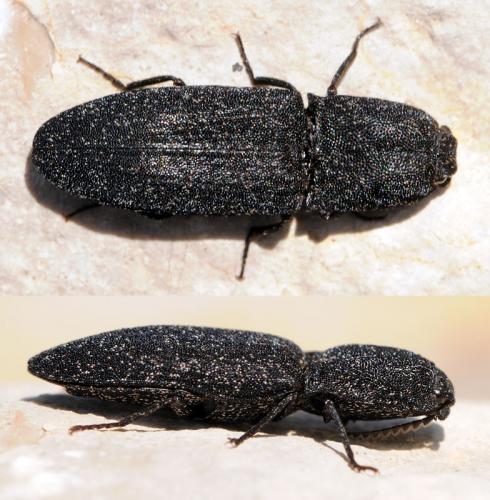 Réf. 38 036 : Lacon punctatus