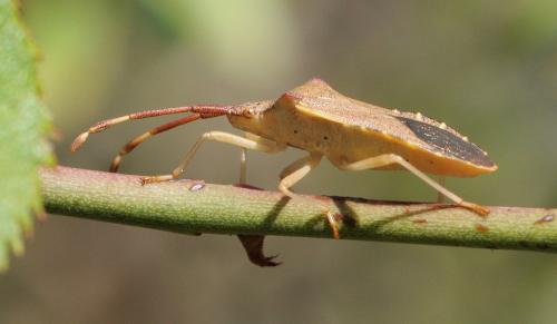 Gonocerus acuteangulatus