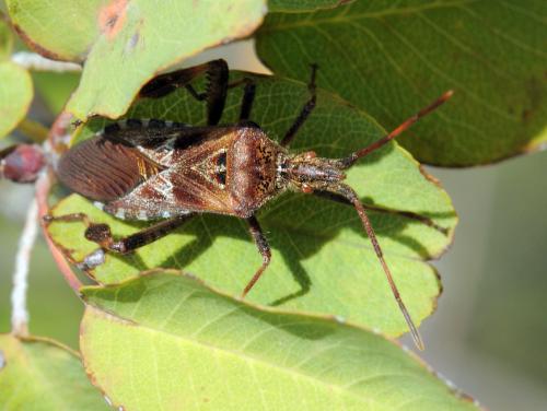 Leptoglossus occidentalis