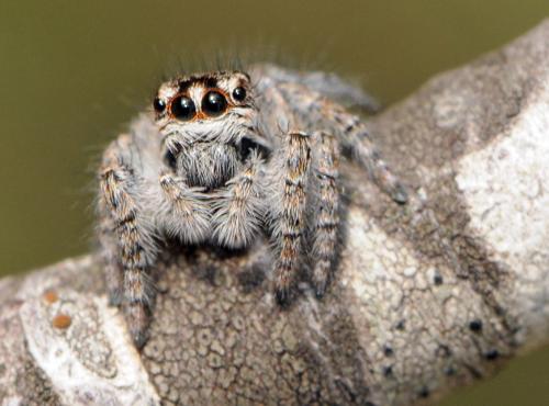 Philaeus chrysops