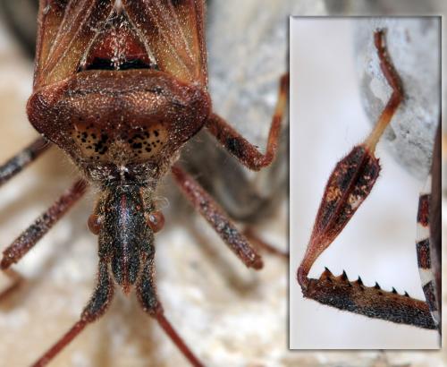 Leptoglossus occidentalis