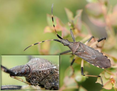 Réf. 38 234 : Dicranocephalus albipes