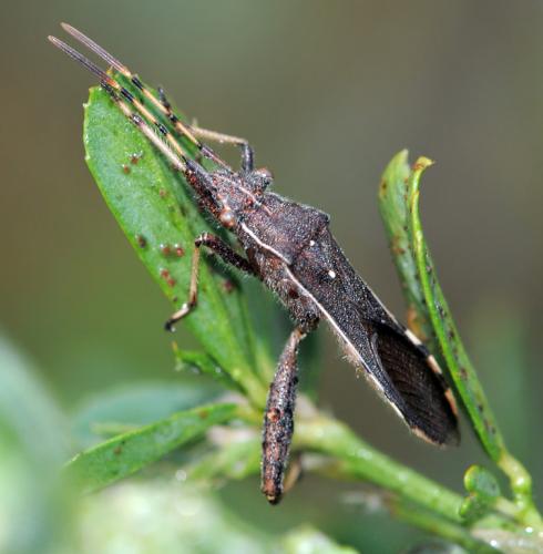 Camptopus lateralis
