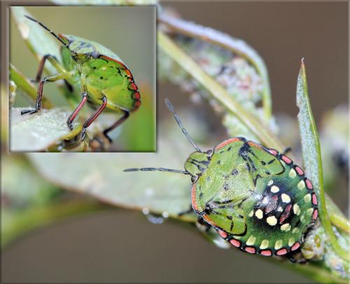 Nezara viridula