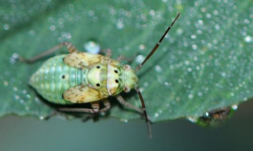 Lygus gemellatus gemellatus