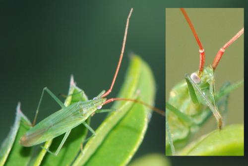 Réf. 38 373 : Trigonotylus sp.