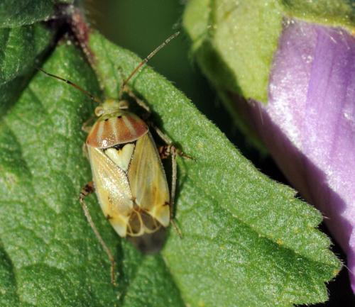 Réf. 38 082 : Lygus sp.