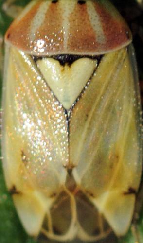 Lygus sp.