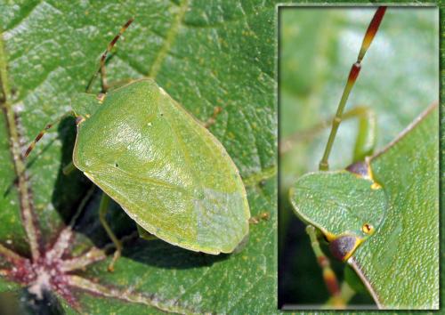 Réf. 38 126 : Nezara viridula
