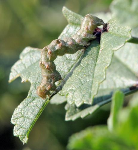 Acontia lucida