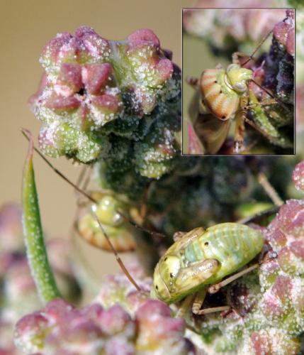 Lygus sp.