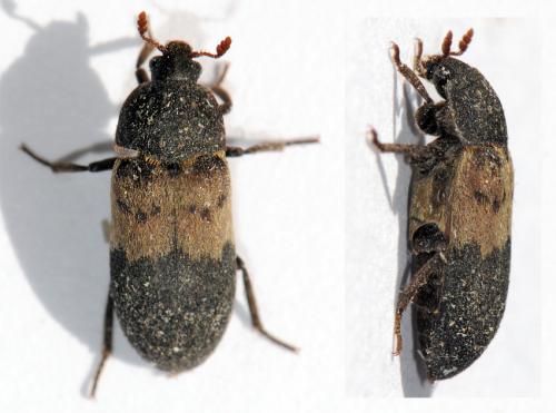 Réf. 38 059 : Dermestes lardarius