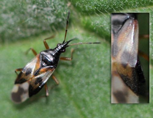 Anthocoris nemorum