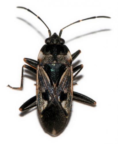 Réf. 38 227 : Rhyparochromus vulgaris