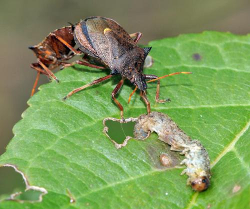 Picromerus bidens