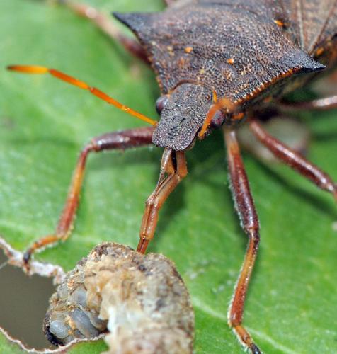 Picromerus bidens