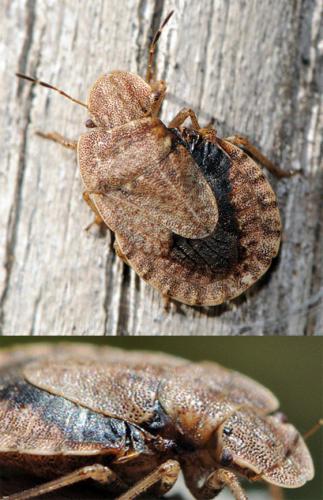 Réf. 38 256 : Sciocoris microphthalmus