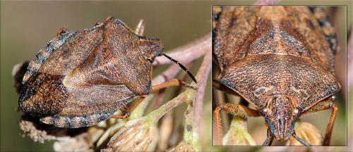 Carpocoris melanocerus