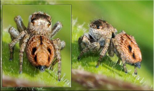 Réf. 38 265 : Evarcha arcuata
