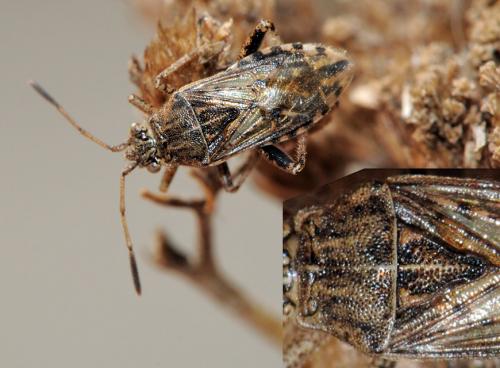 Stictopleurus sp.