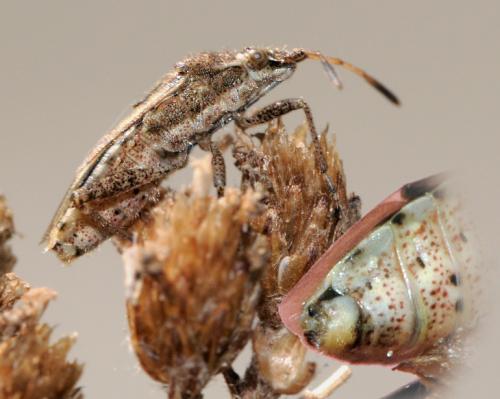Stictopleurus sp.