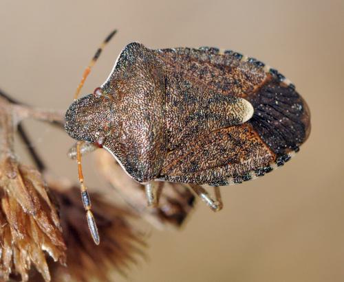 Réf. 38 328 : Peribalus strictus vernalis