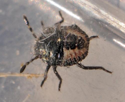 Réf. 38 329 : Dolycoris baccarum