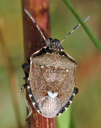 Holcostethus sphacelatus