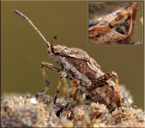 Réf. 38 369 : Stictopleurus crassicornis