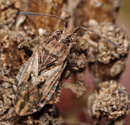 Réf. 38 368 : Stictopleurus crassicornis