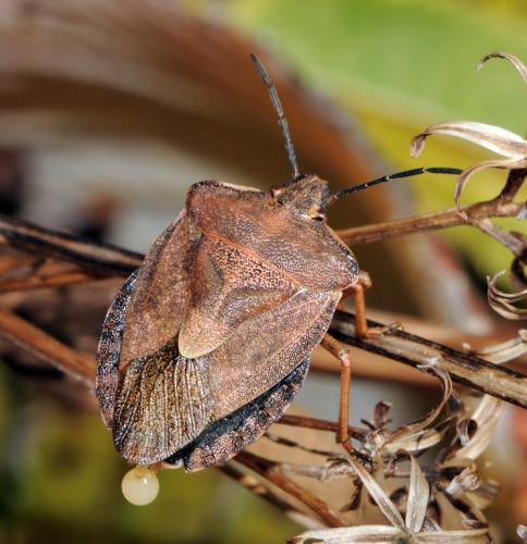 Réf. 38 360 : Carpocoris melanocerus