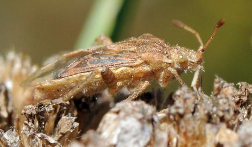 Réf. 38 372 : Stictopleurus sp.
