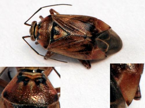 Lygus sp.