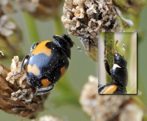 Ceratomegilla alpina