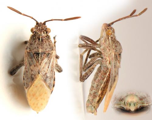Stictopleurus sp.