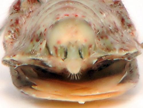 Stictopleurus sp.