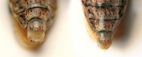Stictopleurus sp.
