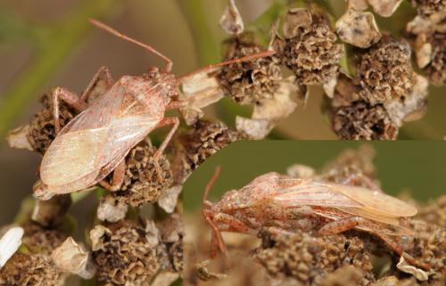 Réf. 38 644 : Stictopleurus sp.