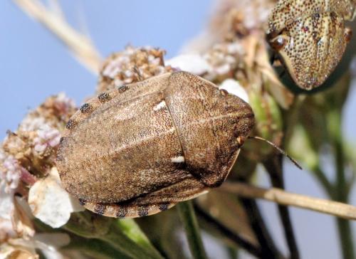 Réf. 38 805 : Eurygaster maura