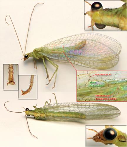 Chrysoperla sp.
