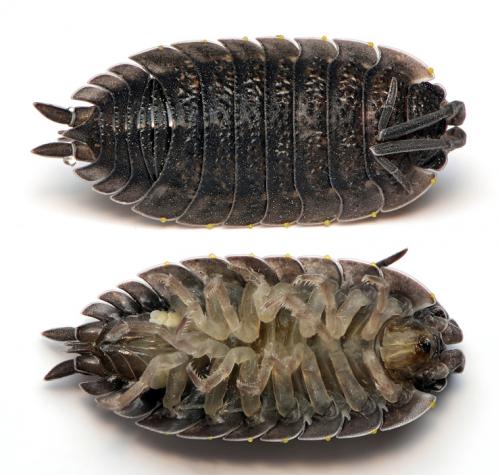 Porcellio scaber