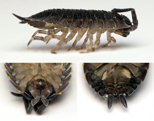 Porcellio scaber
