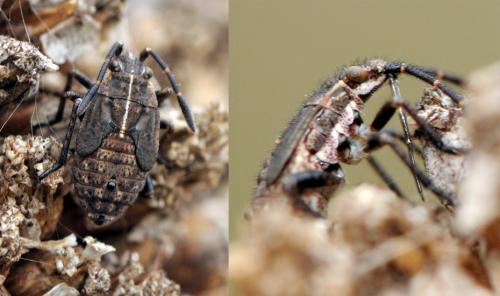 Réf. 38 868 : Stictopleurus sp.