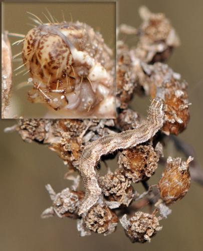 Réf. 38 872 : Eupithecia icterata