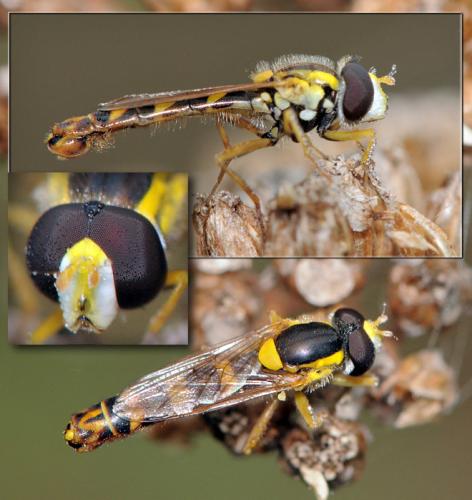 Réf. 38 925 : Sphaerophoria scripta